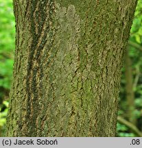 Toxicodendron vernicifluum (sumak lakowy)