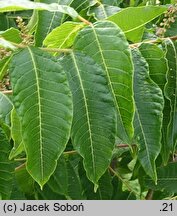 Rhus punjabensis (sumak pendżabski)