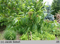 Rhus punjabensis (sumak pendżabski)