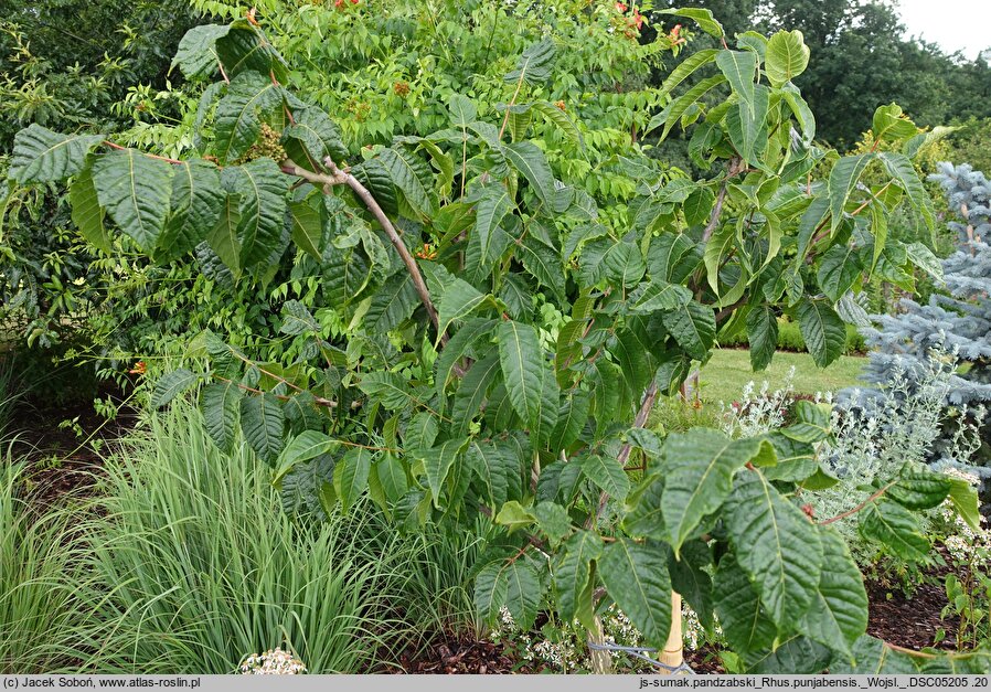 Rhus punjabensis (sumak pendżabski)