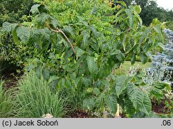 Rhus punjabensis (sumak pendżabski)