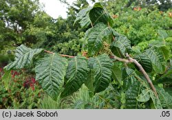 Rhus punjabensis (sumak pendżabski)