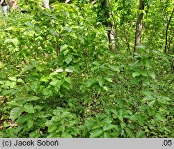 Toxicodendron radicans (sumak jadowity)