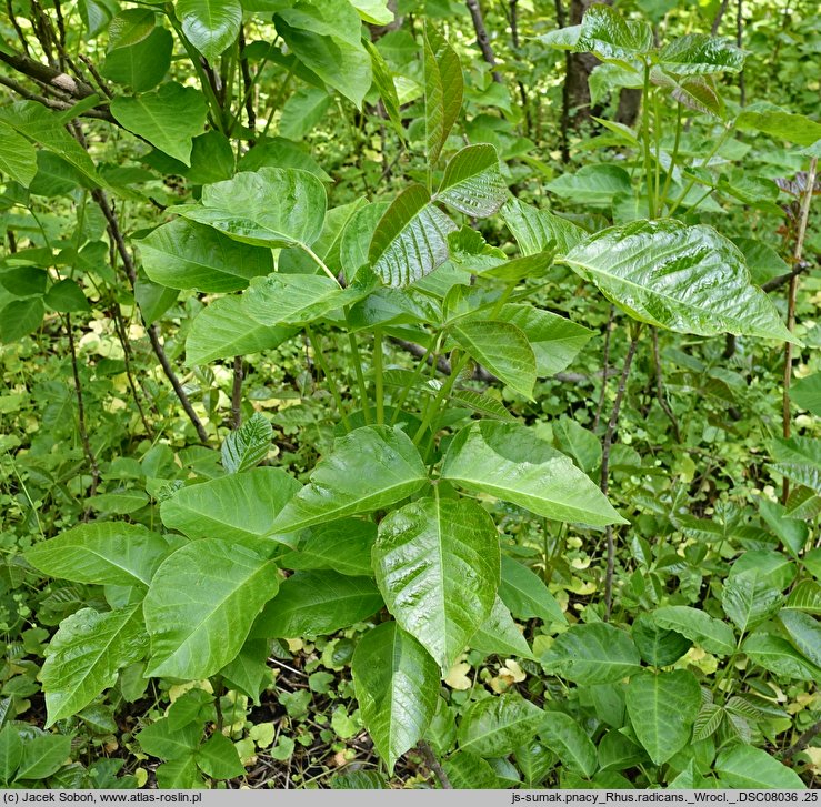 Toxicodendron radicans (sumak jadowity)