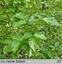 Toxicodendron radicans (sumak jadowity)