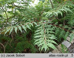 Rhus glabra (sumak gładki)