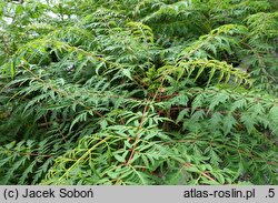 Rhus glabra (sumak gładki)