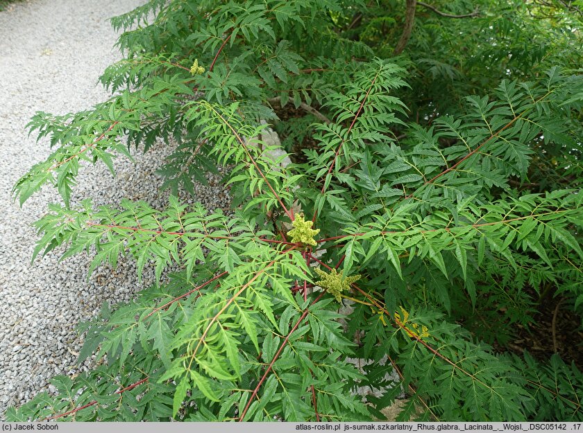 Rhus glabra (sumak gładki)