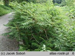 Rhus glabra (sumak gładki)
