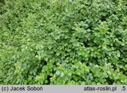 Rhus aromatica Gro-Low