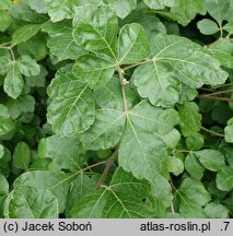 Rhus aromatica Gro-Low
