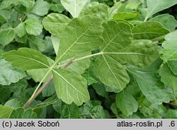 Rhus aromatica Gro-Low