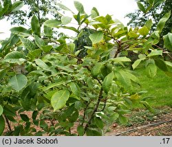 Toxicodendron vernix (sumak trujący)