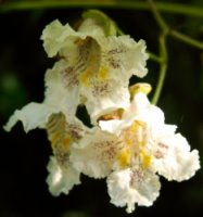 Catalpa xerubescens