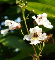 Catalpa xerubescens