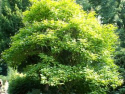 Catalpa xerubescens