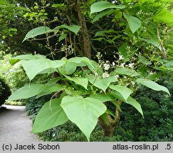 Catalpa ×erubescens Japonica
