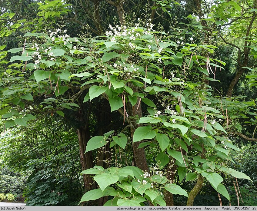 Catalpa ×erubescens Japonica