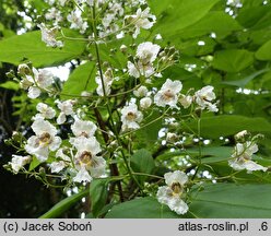Catalpa ×erubescens Japonica