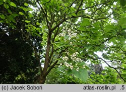 Catalpa ×erubescens Japonica