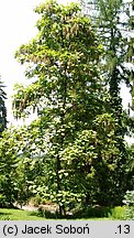 Catalpa ovata (surmia żółtokwiatowa)