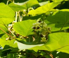 Catalpa ovata (surmia żółtokwiatowa)