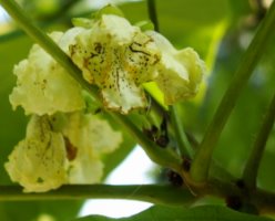 Catalpa ovata (surmia żółtokwiatowa)