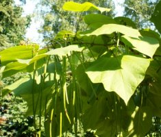 Catalpa ovata (surmia żółtokwiatowa)