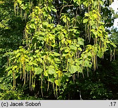 Picea glauca