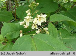 Catalpa bignonioides Giżycko