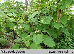 Catalpa bignonioides Giżycko