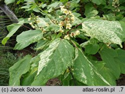 Catalpa bignonioides Giżycko