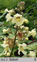 Catalpa bignonioides Giżycko