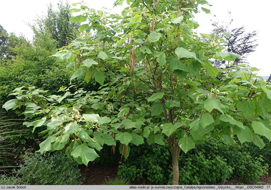 Catalpa bignonioides Giżycko