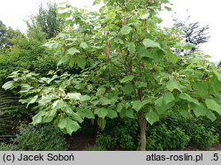 Catalpa bignonioides Giżycko
