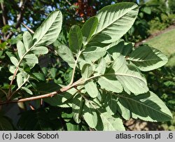 ×Amelasorbus jackii (świdojarząb Jacka)