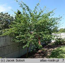 ×Amelasorbus jackii (świdojarząb Jacka)