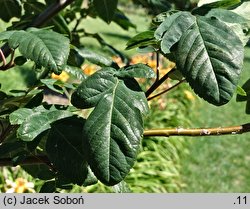 ×Amelasorbus jackii (świdojarząb Jacka)