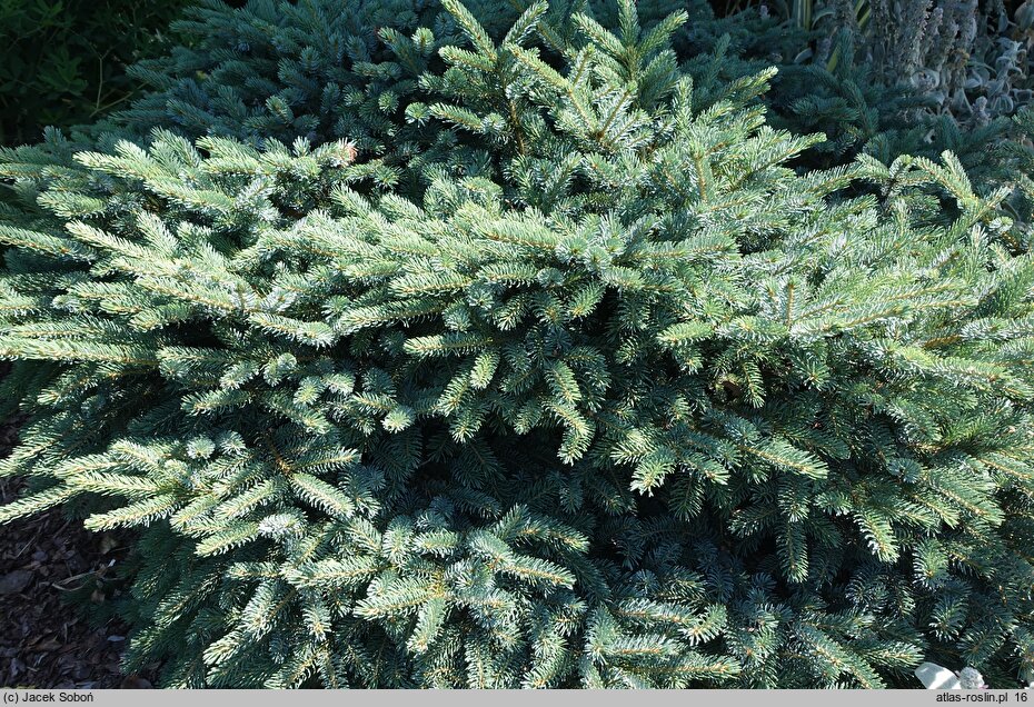 Picea ×lutzii (świerk Lutza)