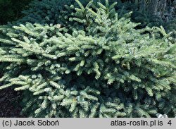 Picea ×lutzii (świerk Lutza)
