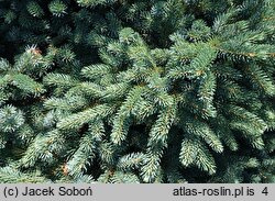 Picea ×lutzii (świerk Lutza)