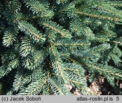 Picea ×lutzii (świerk Lutza)