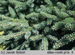 Picea ×lutzii (świerk Lutza)