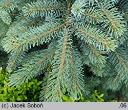 Picea jezoensis Nana