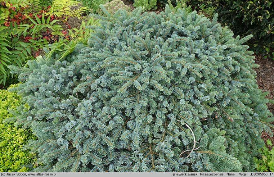 Picea jezoensis Nana