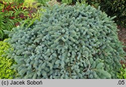 Picea jezoensis Nana