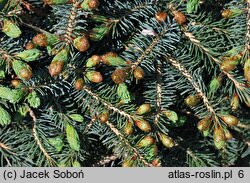 Picea jezoensis Nana