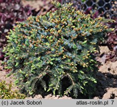 Picea jezoensis Nana