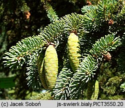 Picea glauca