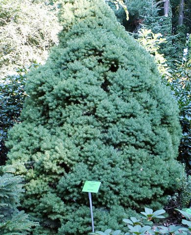 Picea ×albertiana (świerk zachodni)